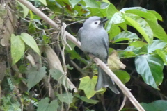 Dicrurus leucophaeus leucogenis