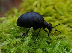 Meloe rugosus