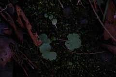 Aquilegia canadensis