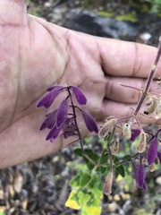 Salvia semiatrata