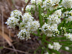 Agathosma capensis