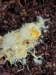 Trichoderma sulphureum