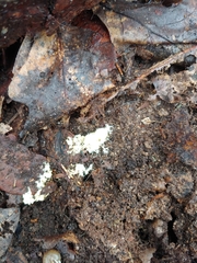 Trichoderma sulphureum