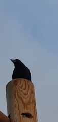 Corvus corone corone