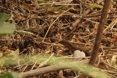 Aspidoscelis guttatus