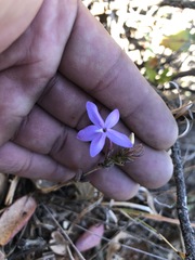 Pseuderanthemum praecox