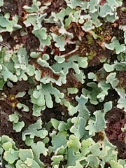 Cladonia apodocarpa