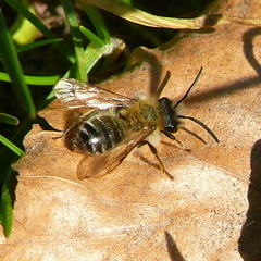 Andrena gravida