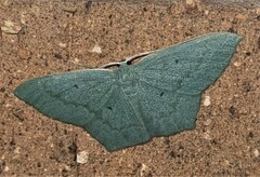 Maxates centrophylla