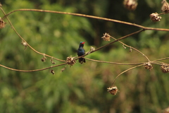 Cynanthus doubledayi