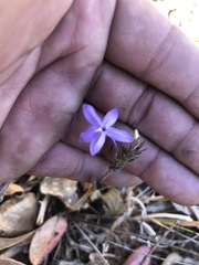 Pseuderanthemum praecox