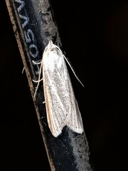 Prionopterina grammatistis