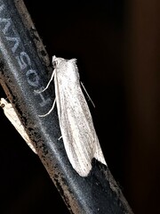 Prionopterina grammatistis