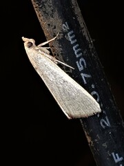 Hypsopygia albidalis