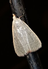 Hypsopygia albidalis