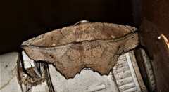 Polyacme dissimilis