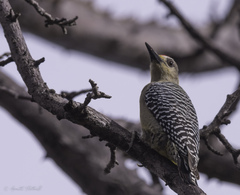 Melanerpes hoffmannii