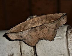 Polyacme dissimilis