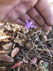 Pseuderanthemum praecox