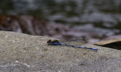 Argia oenea