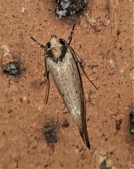 Scoliocheta ergatis