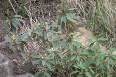 Rhododendron micranthum