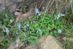 Corydalis caudata