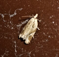 Euphona euphona