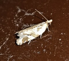 Euphona euphona