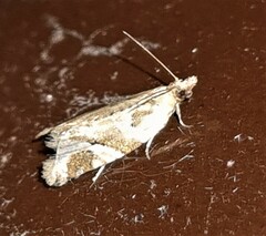 Euphona euphona