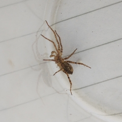 Anyphaena accentuata