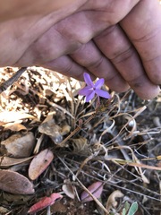 Pseuderanthemum praecox
