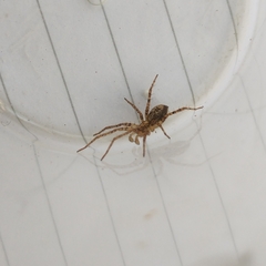 Anyphaena accentuata