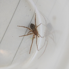 Anyphaena accentuata