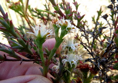 Ruschia tenella