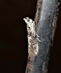 Sciota melanostyla