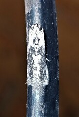 Sciota melanostyla