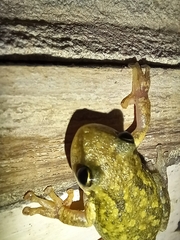 Scinax nasicus