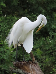 Ardea alba melanorhynchos