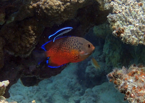 Rusty angelfish (Centropyge ferrugata) — Pomacanthidae — 5