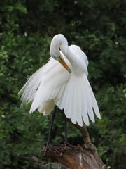 Ardea alba melanorhynchos