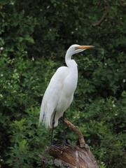 Ardea alba melanorhynchos