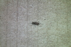 Cicindela gemmata