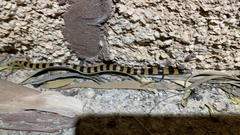 Simoselaps bertholdi