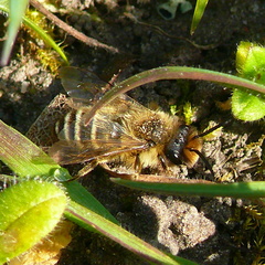 Colletes cunicularius
