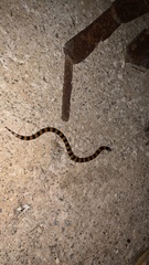 Simoselaps bertholdi