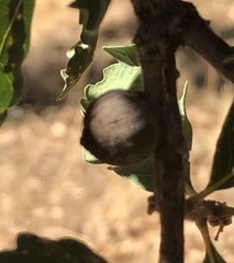 Disholcaspis simulata