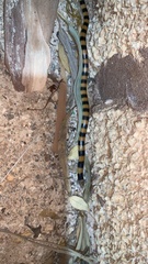 Simoselaps bertholdi