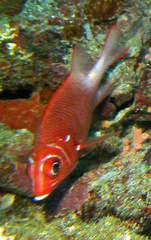 Sargocentron caudimaculatum
