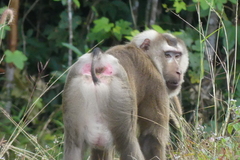Macaca leonina